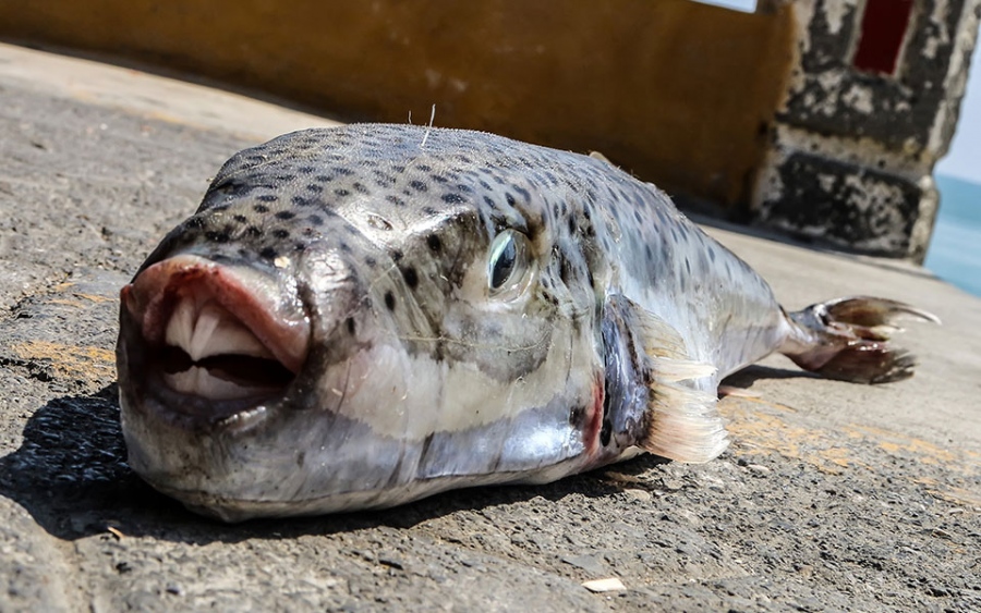 Εχθρός όλων ο λαγοκέφαλος - Έλληνας ευρωβουλευτής ζητά μέτρα από την ΕΕ