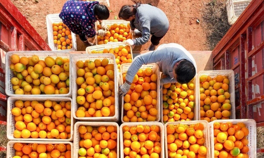 Incofruit Hellas: Σε απόγνωση οι παραγωγοί, έχει κατακλυστεί η αγορά με πορτοκάλια και μανταρίνια Αιγύπτου και Ρουμανίας