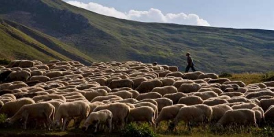 Η εκτεταμένη και μετακινούμενη κτηνοτροφία, ως όπλο για την πρόληψη των πυρκαγιών στην Ισπανία – Στην Ελλάδα έχουμε 112