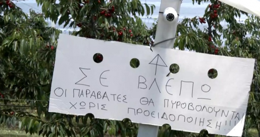 Πέλλα - Ημαθία: Αγανακτισμένοι οι αγρότες από τις κλοπές της παραγωγής τους
