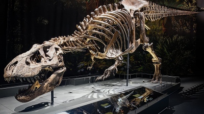 «Έγκλημα» κατά της επιστήμης - Ο T. Rex… γίγαντας που κινδυνεύει να καταλήξει «διακοσμητικό» σε σαλόνι κροίσου