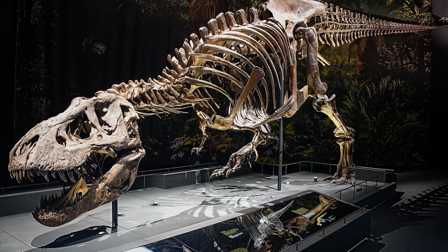 «Έγκλημα» κατά της επιστήμης - Ο T. Rex… γίγαντας που κινδυνεύει να καταλήξει «διακοσμητικό» σε σαλόνι κροίσου