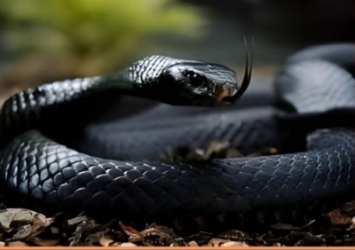 Black Mamba: The snake with the legendary venom you never want to encounter