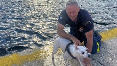 Καβάλα - Πυροσβέστης έσωσε σκυλάκι από την θάλασσα