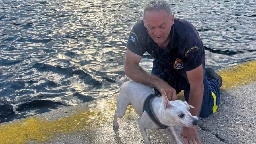 Καβάλα - Πυροσβέστης έσωσε σκυλάκι από την θάλασσα