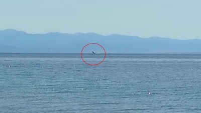 Νέα εμφάνιση φάλαινας στον Παγασητικό (vid)