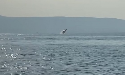 Εντυπωσιακό θέαμα στον Παγασητικό - Φάλαινα έκανε άλματα (vid)