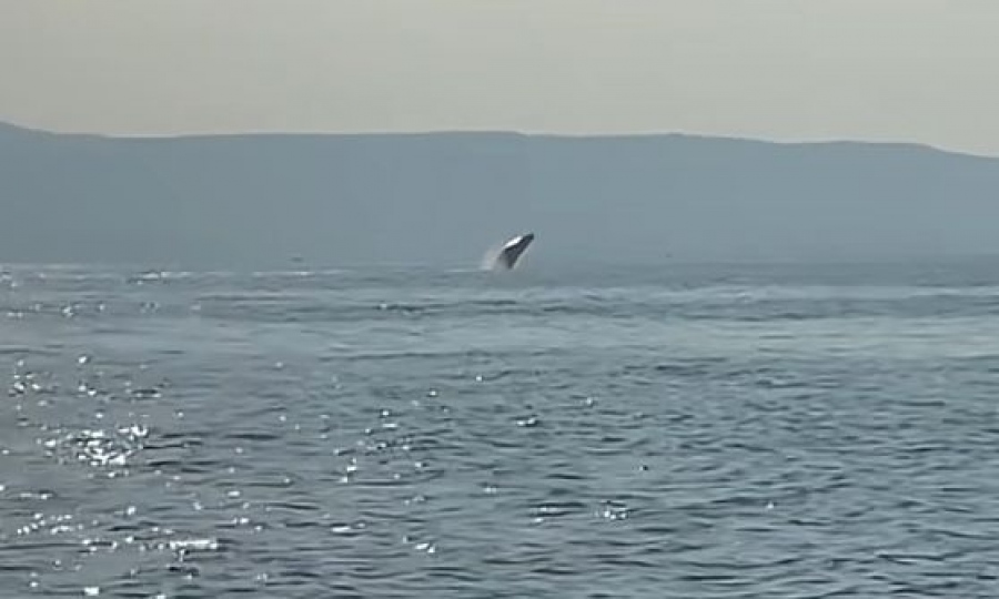 Εντυπωσιακό θέαμα στον Παγασητικό - Φάλαινα έκανε άλματα (vid)