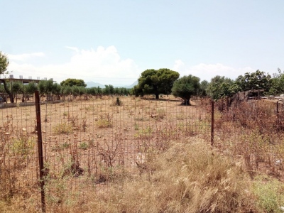 «Κρεματόριο» για ιδιοκτήτες: «Μπάζει» η πλατφόρμα δήλωσης καθαρισμού οικοπέδων, κίνδυνος να βρεθείτε κατηγορούμενοι