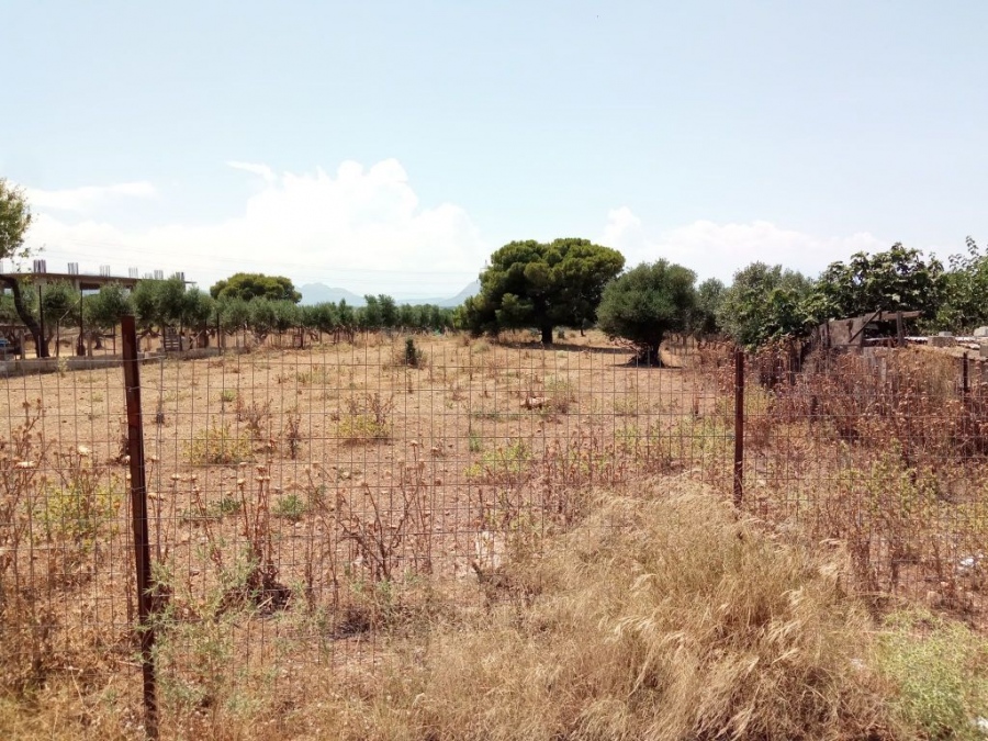 «Κρεματόριο» για ιδιοκτήτες: «Μπάζει» η πλατφόρμα δήλωσης καθαρισμού οικοπέδων, κίνδυνος να βρεθείτε κατηγορούμενοι