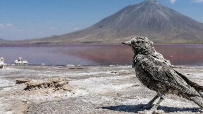 Λίμνη Natron: Η «πέτρινη λίμνη» της Τανζανίας που μετατρέπει τα ζώα σε αγάλματα