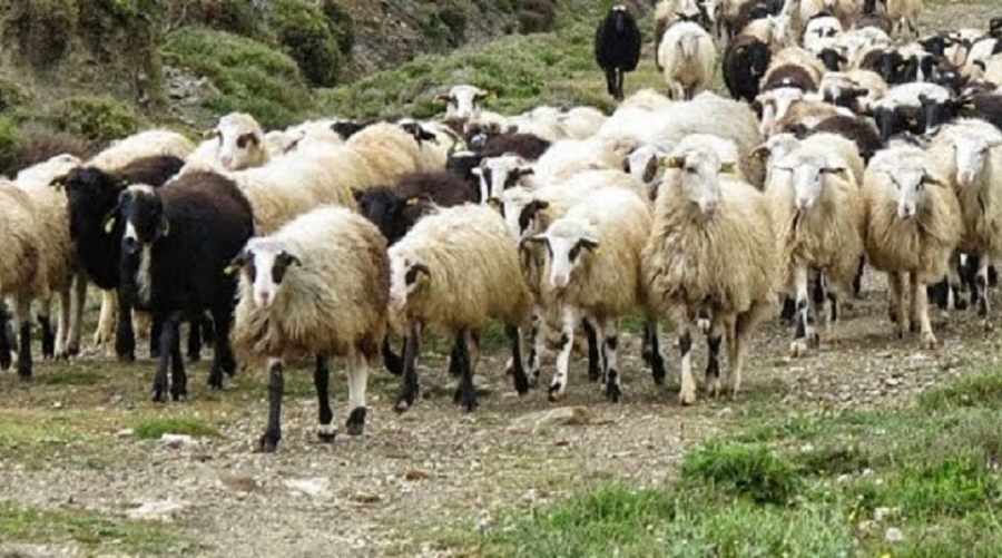 Κρήτη: Από τις ζωοκλοπές στην κοκαΐνη