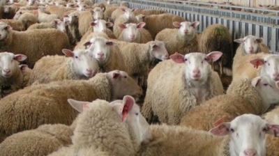 Ευλογιά των αιγοπροβάτων: Νέα δέσμη χρηματοδοτήσεων ύψους 10 εκατ. ευρώ προς τις Περιφέρειες για αποζημιώσεις