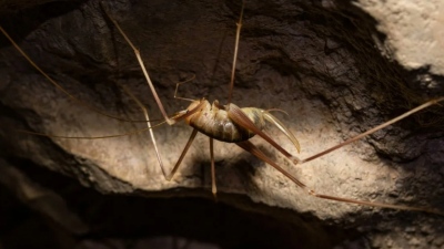 Και το όνομα αυτού: Dolichopoda balrogi... Ανακαλύφθηκε νέο είδος εντόμου σε σπηλιά στο Καστελόριζο