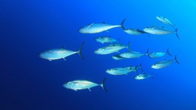 Μια εκπληκτική ανακάλυψη στο εσωτερικό των ψαριών θα μπορούσε να αλλάξει όσα γνωρίζουμε για τον ωκεανό