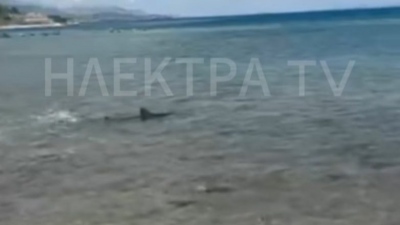 Καρχαρίας βγήκε (ξανά) για μία χαλαρή βόλτα στις Κεχριές Κορινθίας