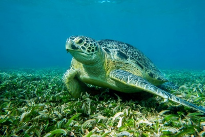Βρέθηκε ο σωτήρας των ελληνικών θαλασσών - Η Caretta caretta καταβροχθίζει τον λαγοκέφαλο