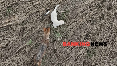 Αγέλη λύκων «υιοθέτησε» το κουτάβι στη Βόρεια Ελλάδα! Του βρίσκουν τροφή και νερό (video)