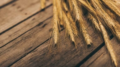 Προ των πυλών παγκόσμια διατροφική κρίση: Αντιμέτωπη με τη χειρότερη συγκομιδή σιταριού στην Ιστορία της η Κίνα