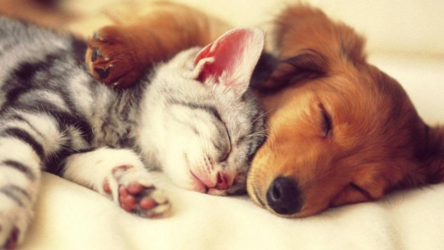 Γιατί οι άνθρωποι επιλέγουν κατοικίδια αντί για παιδιά