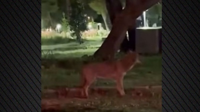 Λύκος κατέβηκε για χαλαρή βόλτα στην κεντρική πλατεία της Βαρυμπόμπης