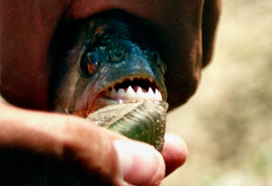 Ντου από piranhas σε λουόμενους στην Αργεντινή - Πάνω από 40 τραυματίες, ένας ακρωτηριασμός