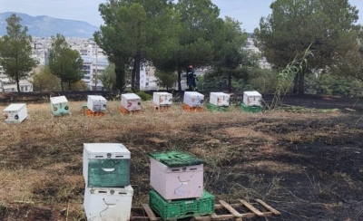 Αθώος ο μελισσοκόμος για την φωτιά στο Άλσος Βεΐκου - Οργή των την άδικη διαπόμπευση