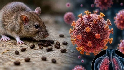 Παγκόσμιος τρόμος για τον hantavirus, παρά τον καθησυχασμό - Θρίλερ με τους επιβάτες του κρουαζιερόπλοιου - Τι λένε οι ειδικοί