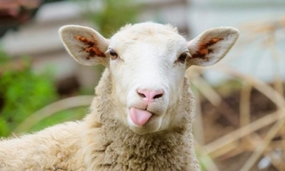 Mafia Inc government and livestock farmers: They claim 18,000,000, get subsidies for 11,000,000, but only have 5,500,000 animals