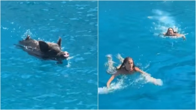 Όλοι πλέον διώχνουν τους τουρίστες -  Αγριογούρουνο στην Ιθάκη καταδίωξε λουόμενες μέσα στη θάλασσα