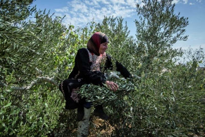 Οι Ισραηλινοί ξεριζώνουν τις ρίζες της Παλαιστίνης: Στην πυρά οι ελιές της Αντίστασης