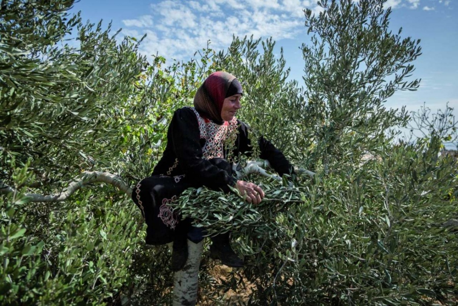 Οι Ισραηλινοί ξεριζώνουν τις ρίζες της Παλαιστίνης: Στην πυρά οι ελιές της Αντίστασης