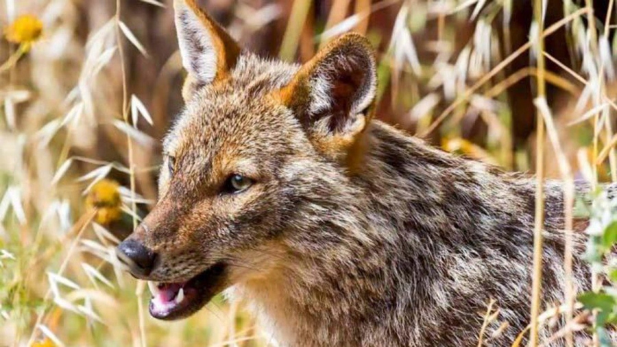 Τσακάλι επιτέθηκε σε 4χρονη σε αυλή ταβέρνας στην Πολίχνη - Την τραυμάτισε στο πρόσωπο