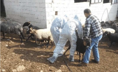 Το έγκλημα της κυβέρνησης σε αριθμούς: 450.233 ζώα έχουν θανατωθεί για την ευλογιά, με 1.985 κρούσματα – Εκτέλεση της κτηνοτροφίας