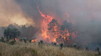 Φωτιά στην Ηλεία - Σηκώθηκαν και εναέρια μέσα - Ενισχύονται οι δυνάμεις της Πυροσβεστικής