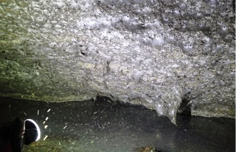Φοβερή ανακάλυψη στην Ελλάδα - 111.000 αράχνες ύφαναν γιγαντιαίο ιστό - ρεκόρ, στην σπηλιά του τρόμου