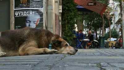 Θες χαρούμενο σκύλο; Μακριά από την Αθήνα!