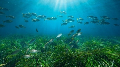 Posidonia Project: Το Κοινωφελές Ίδρυμα Αθανάσιος Κ. Λασκαρίδης αναλαμβάνει την προστασία των υποθαλάσσιων λιβαδιών της Ελλάδας