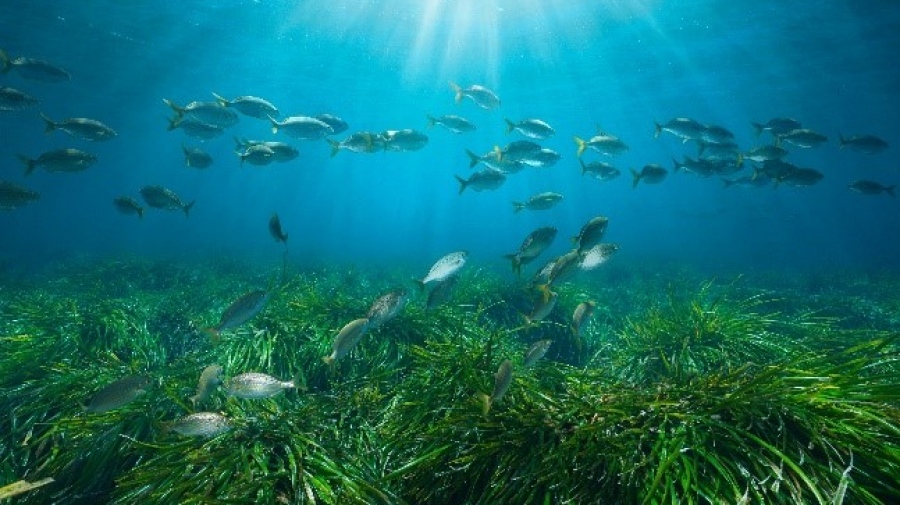 Posidonia Project: Το Κοινωφελές Ίδρυμα Αθανάσιος Κ. Λασκαρίδης αναλαμβάνει την προστασία των υποθαλάσσιων λιβαδιών της Ελλάδας