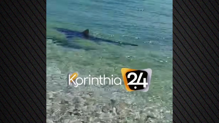 Κορινθία: Καρχαρίας κόβει βόλτες στα Λουτρά Ωραίας Ελένης