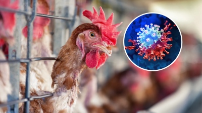 Νέο σοκ από Ινστιτούτο Pasteur: Ο ιός της γρίπης των πτηνών μπορεί να προκαλέσει πανδημία χειρότερη από τον COVID